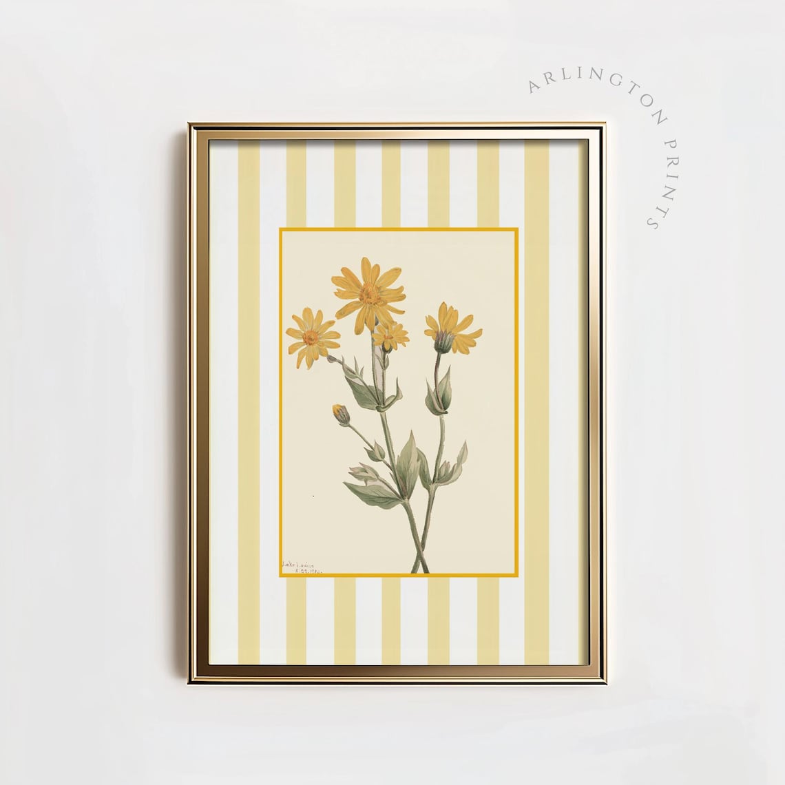 Yellow Daisy Botanical Sketch on Golden Stripes Farmhouse Poster