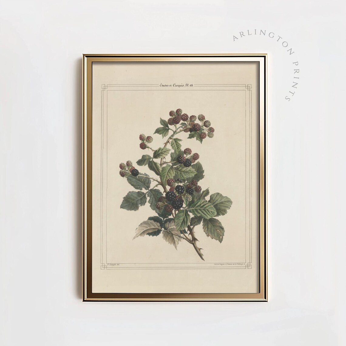 Blackberry Botanical Vintage Fruit Illustration, Kitchen Decor