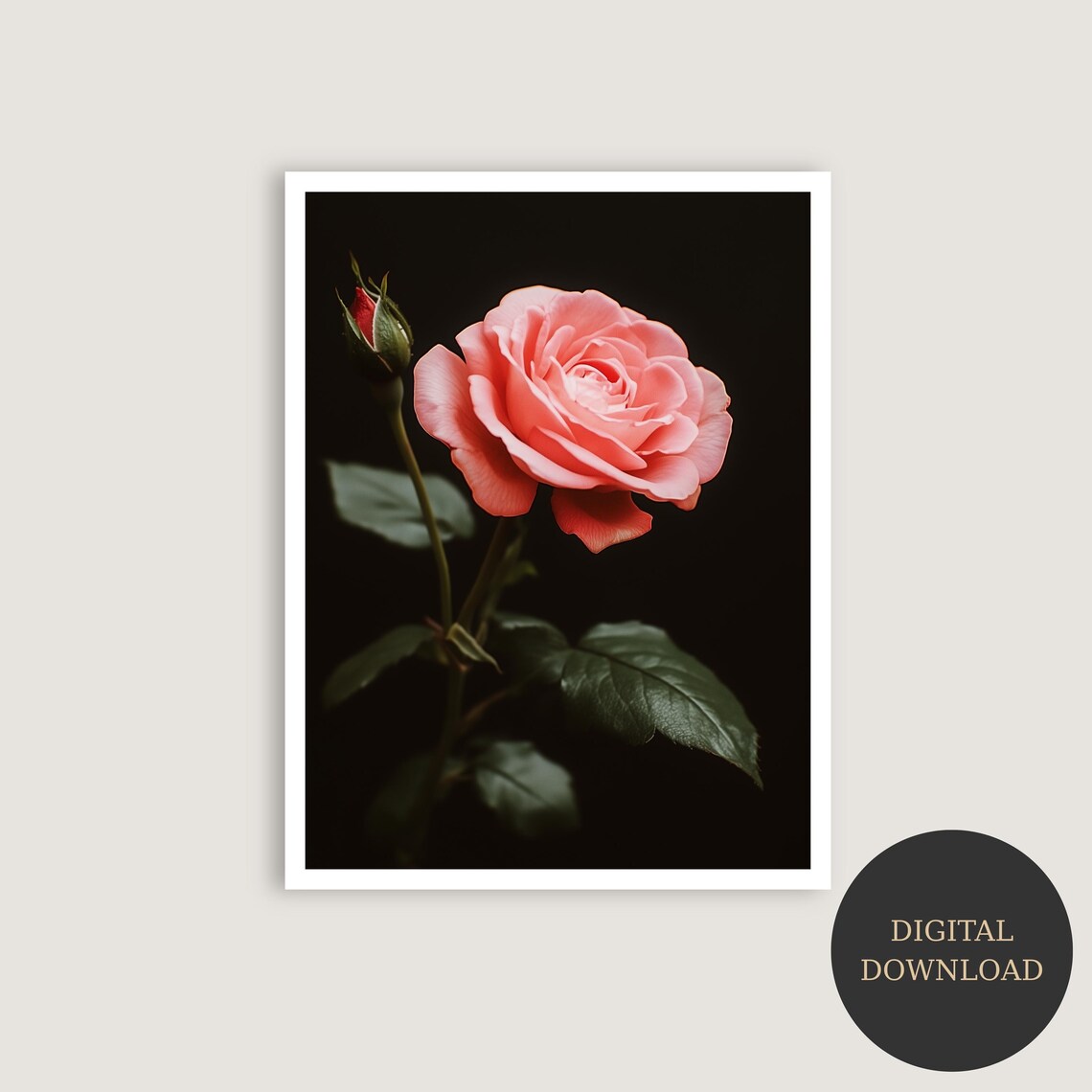 Elegant Pink Rose Bloom On Black Botanical Photography Art Poster