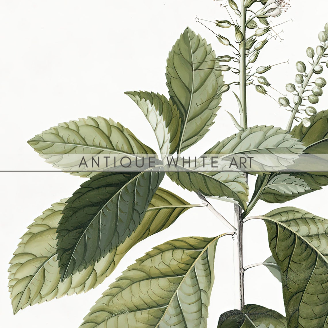 Antique Meadowsweet Botanical Study Vintage White Flower Wall Art - Image 2