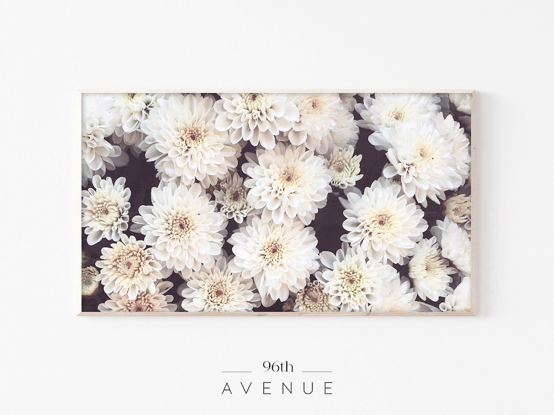 White Chrysanthemum Blooms Dense Elegant Floral Photography Poster
