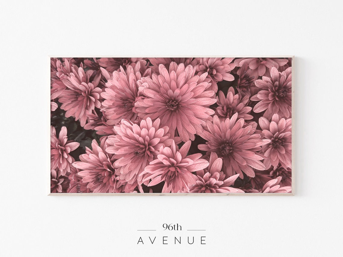 Dense Pink Chrysanthemum Blooms Lush Flower Field Garden Poster
