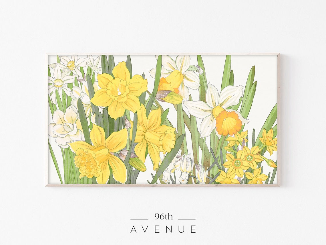 Vintage Yellow Daffodil Botanical Illustration Spring Flower Poster