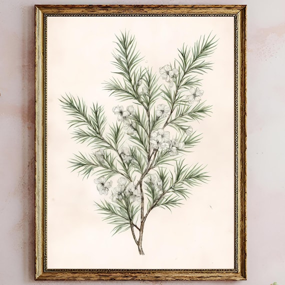 Vintage Evergreen Fir Botanical Blossom Elegant Holiday Art Poster
