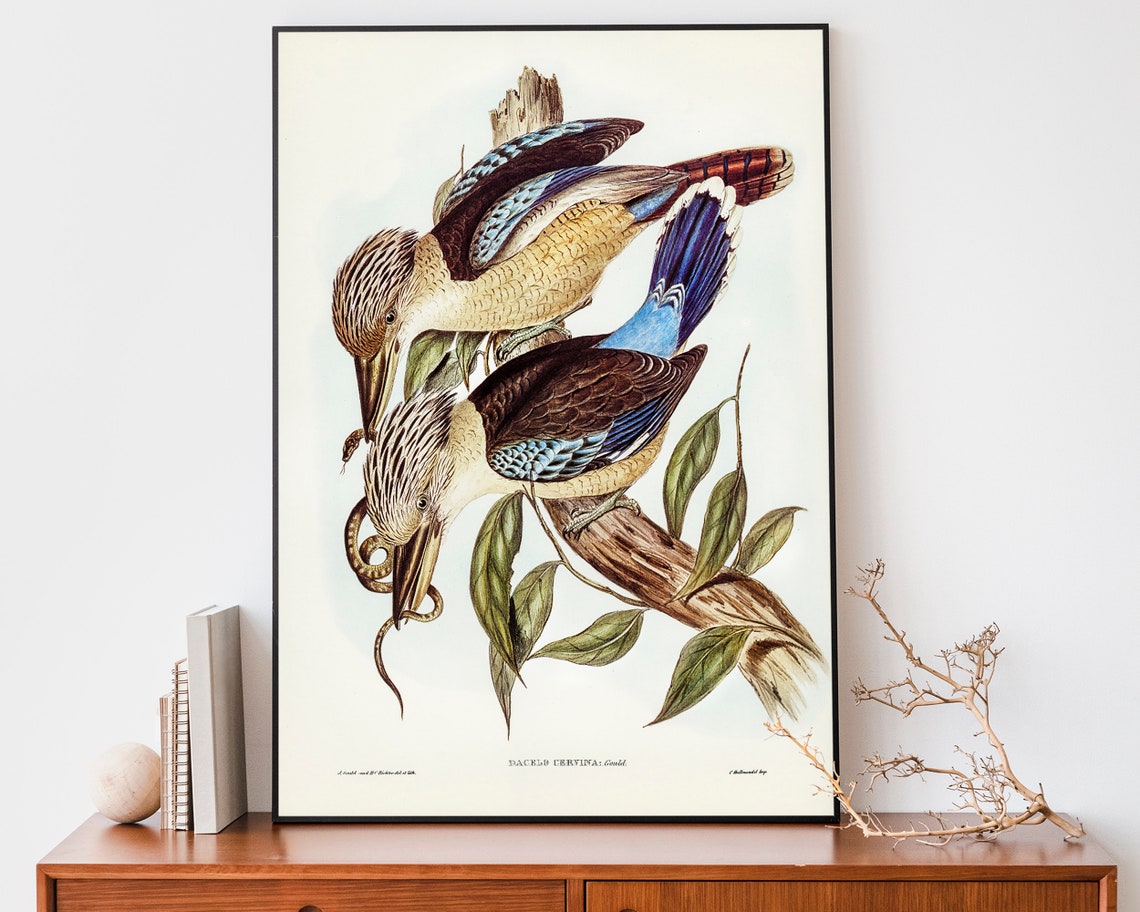 John Gould Fawn Breasted Kingfishers With Snake Australia Poster