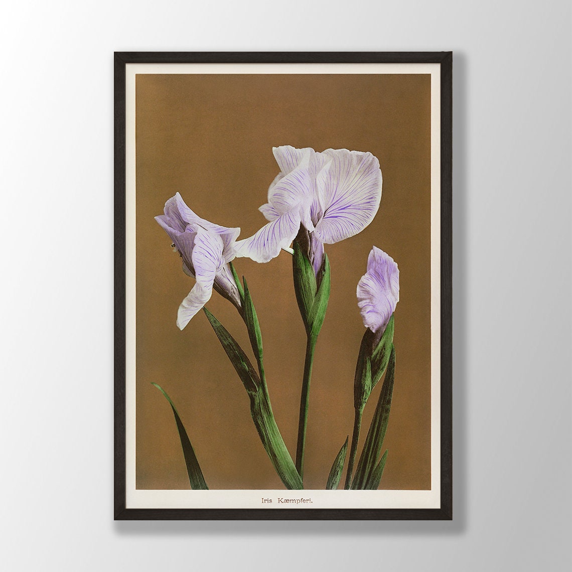Lavender Japanese Iris Kaempferi Vintage Botanical Flower Poster