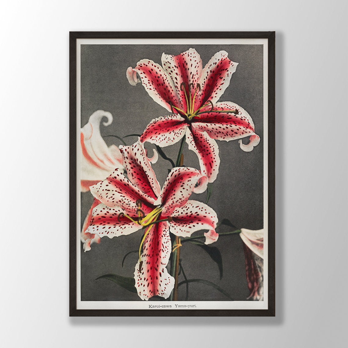 Stargazer Lilies Yama Yuri Vintage Japanese Botanical Lily Poster