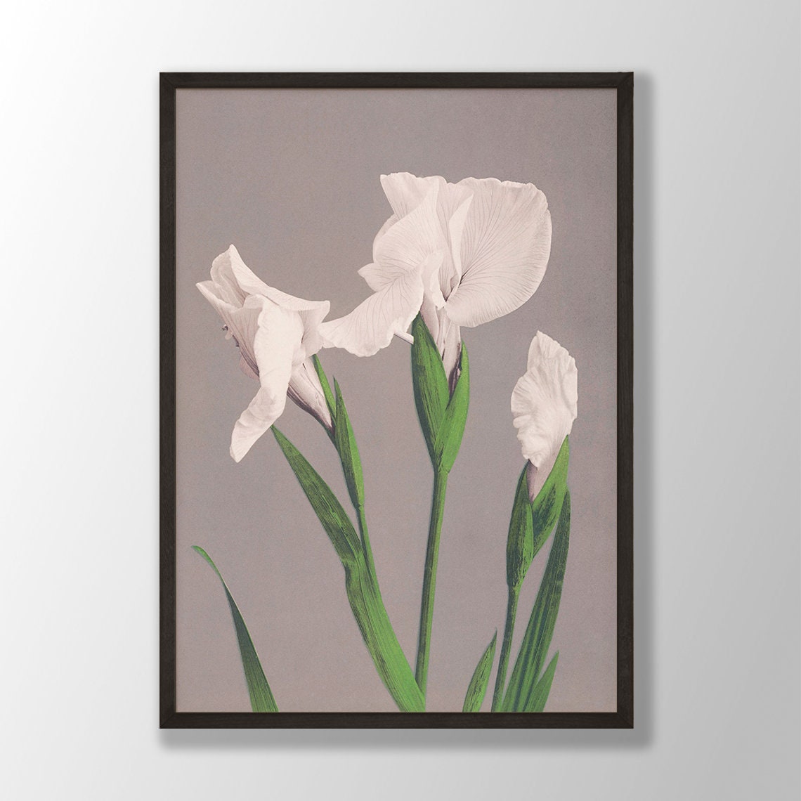 White Iris Botanical Elegant Vintage Floral Study Wall Art Decor