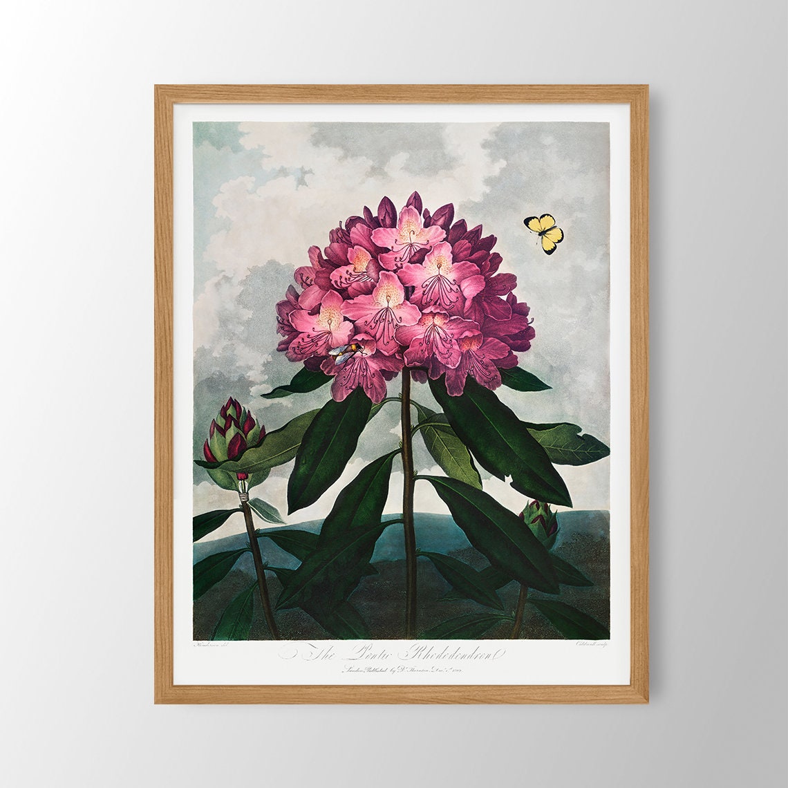 The Pontic Rhododendron Antique Pink Botanical Flower Poster