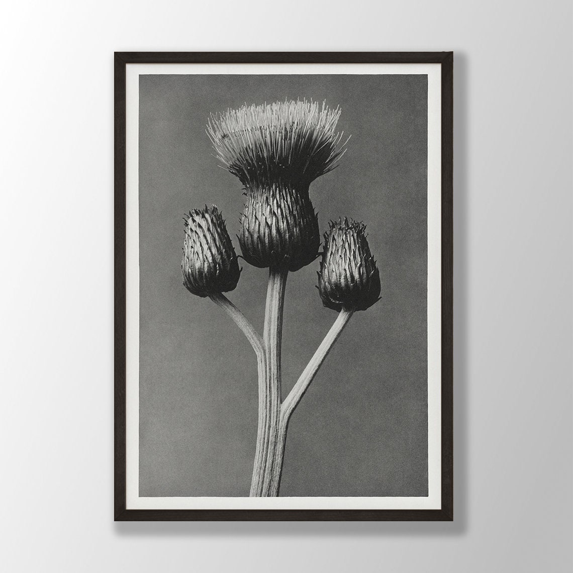 Black and White Thistle Buds Vintage Botanical Photograph Poster
