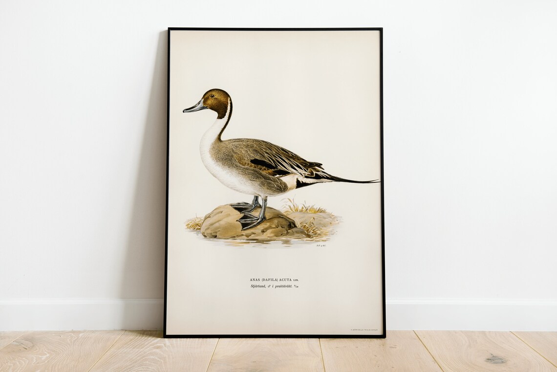 Northern Pintail Duck Vintage Nature Art Print