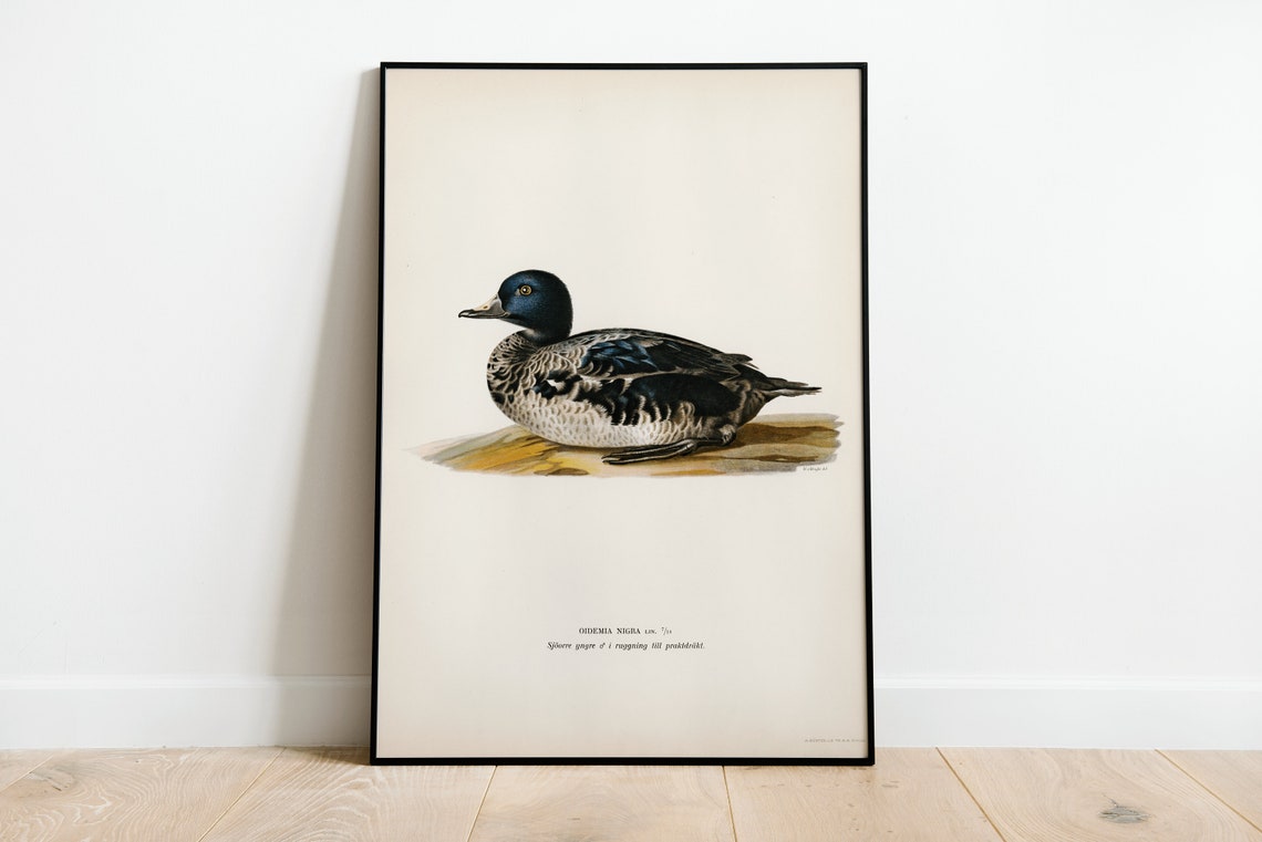 Black Scoter Duck Vintage Ornithological Illustration Poster