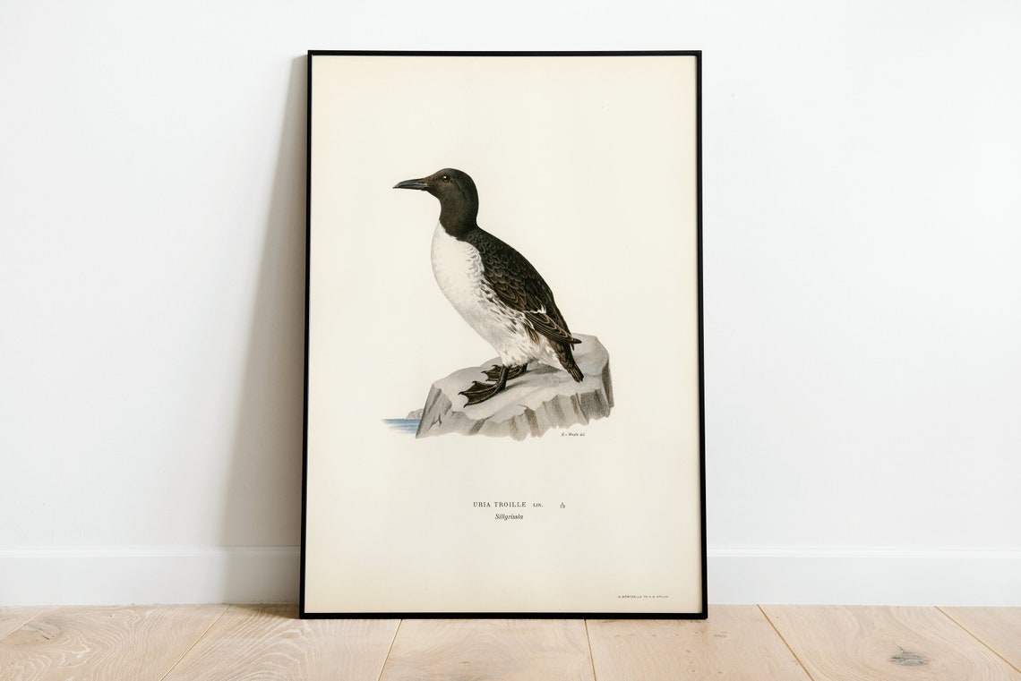 Common Guillemot Vintage Bird Illustration Natural History Poster