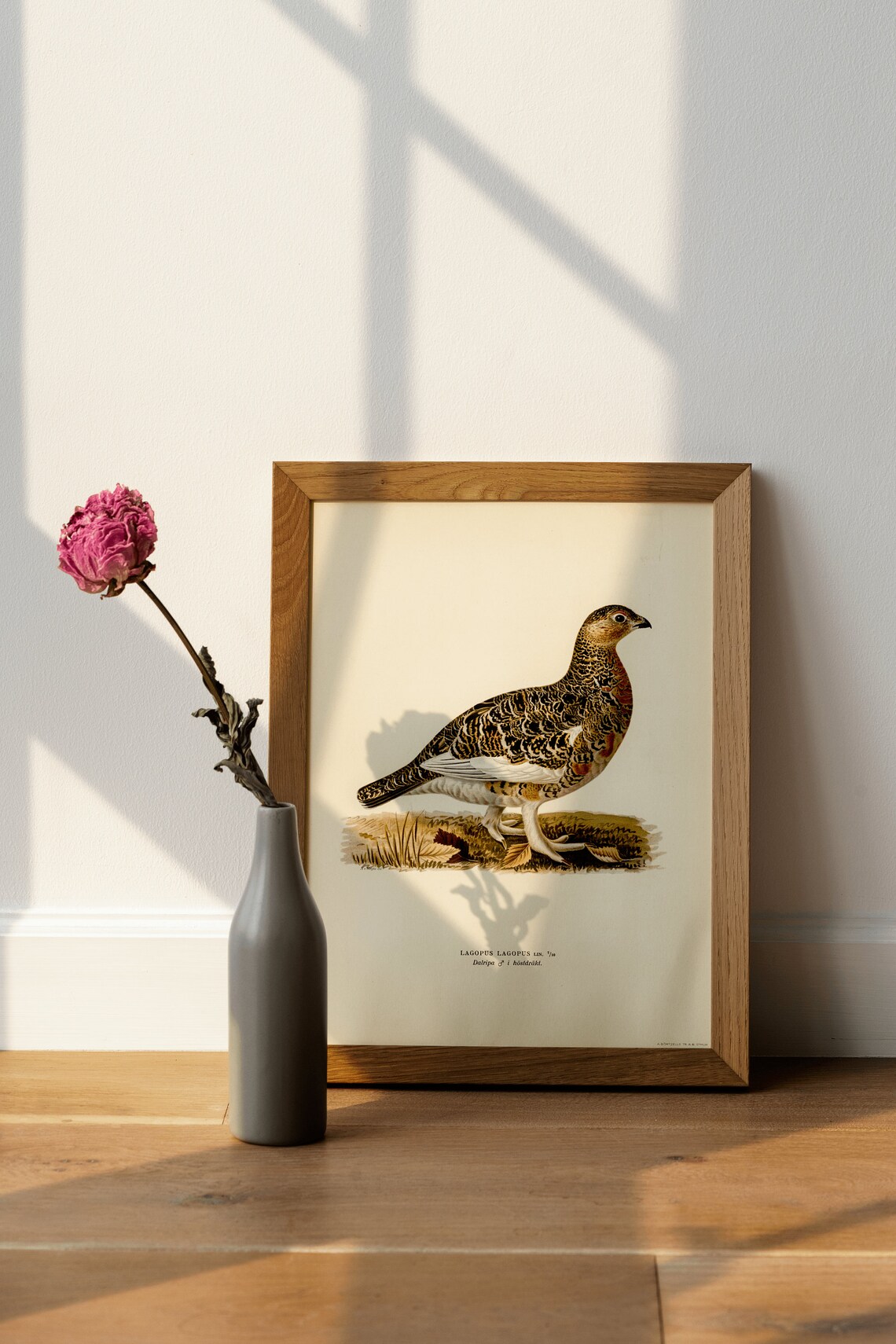 Willow Ptarmigan Male Vintage Nature Art Print - Image 4