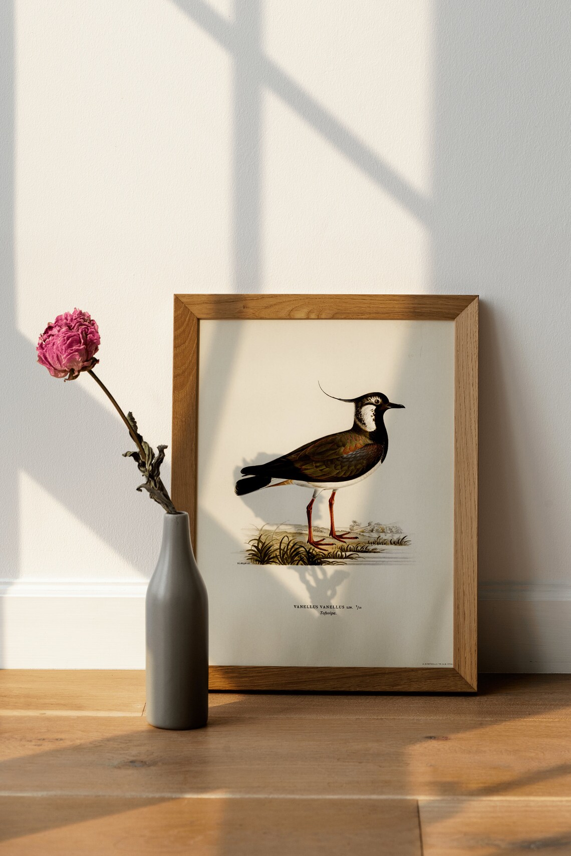 Lapwing Bird Vintage Nature Art Print Poster - Image 4