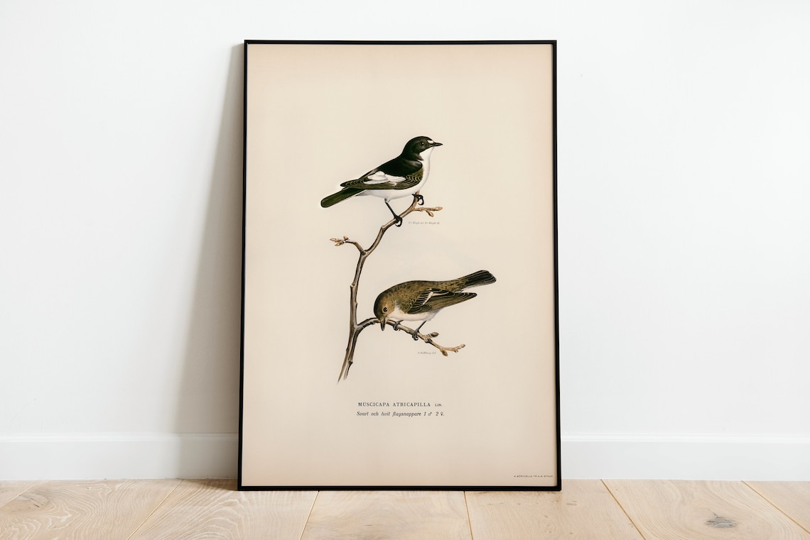 Pied Flycatcher Pair Vintage Bird Illustration Naturalist Print