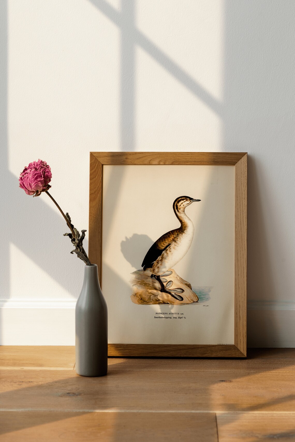 Horned Grebe Young Waterbird Vintage Bird Illustration Poster - Image 4