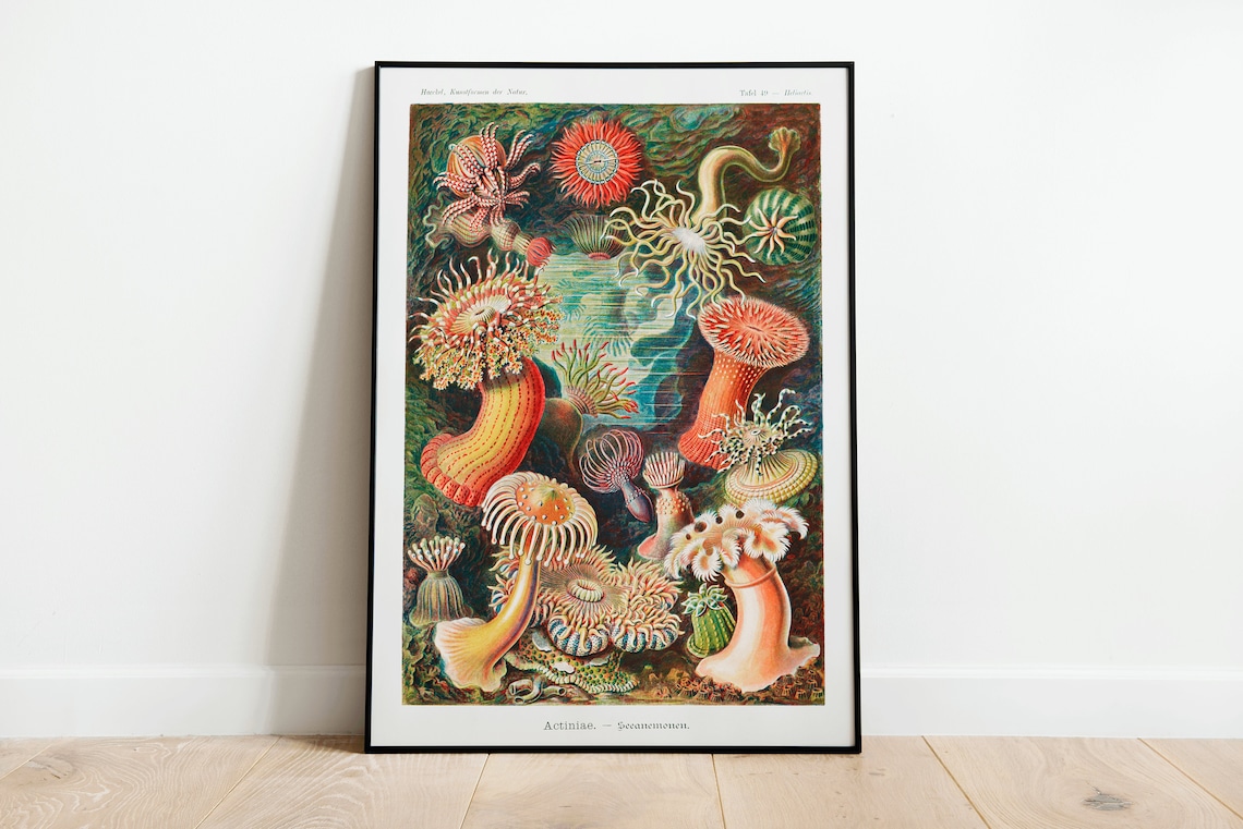 Ernst Haeckel Sea Anemones Scientific Illustration Vintage Art Poster