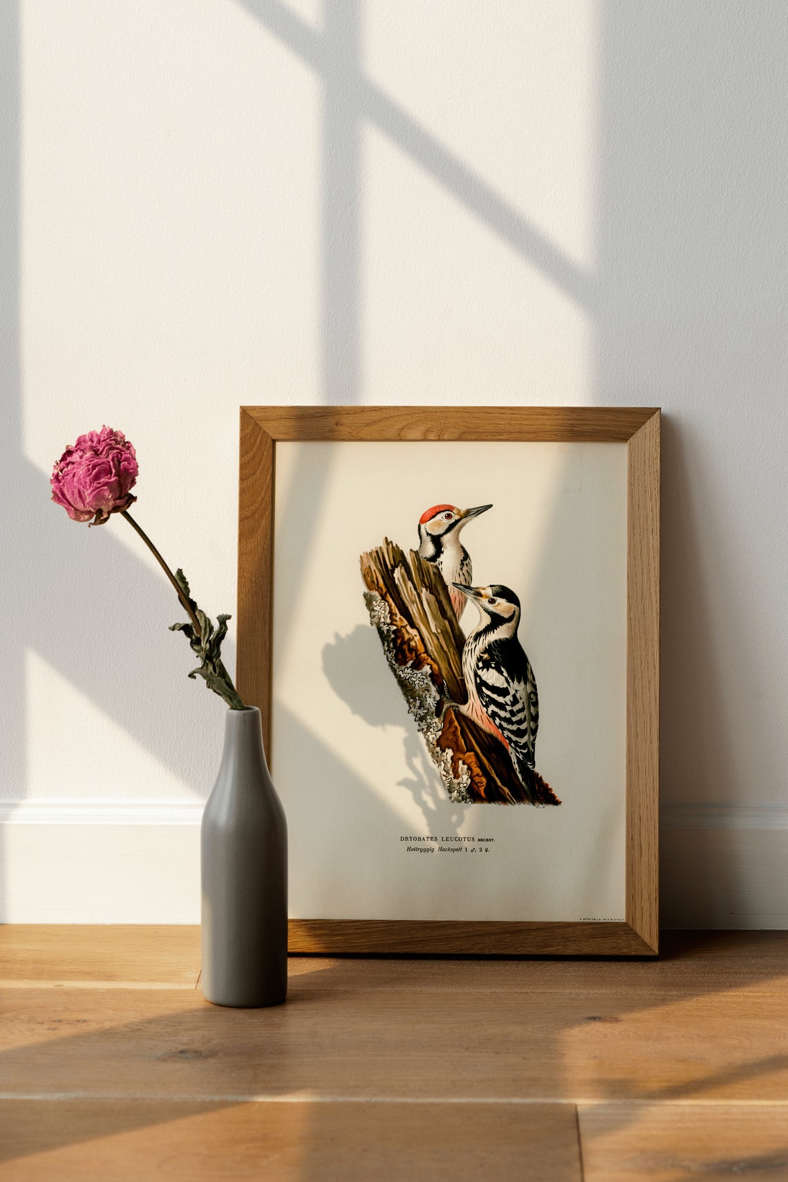 White Backed Woodpecker Pair Vintage Natural History Bird Poster - Image 4