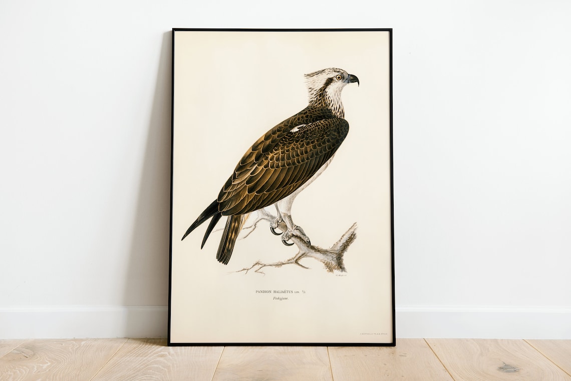 Osprey Bird Of Prey Vintage Nature Art Print