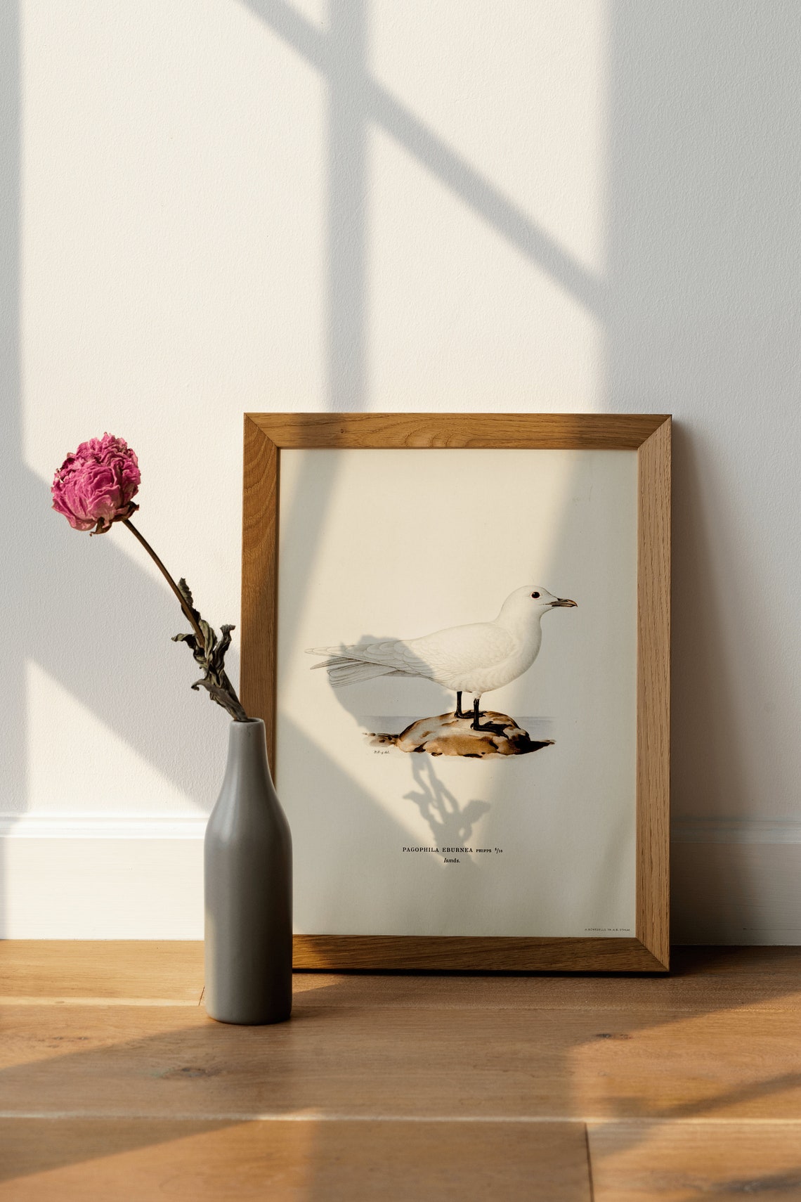 Ivory Gull Arctic Seabird Vintage Bird Illustration Art Poster - Image 4