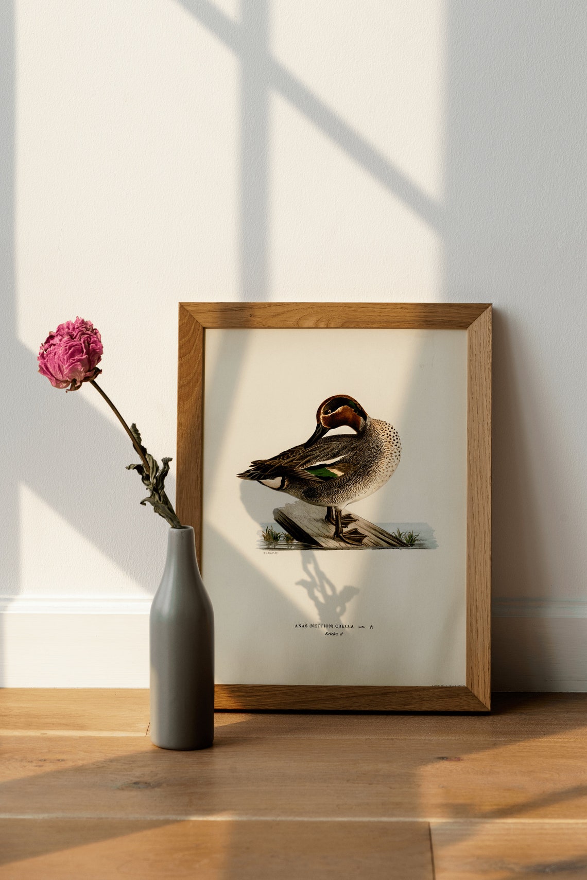 Vintage Teal Duck Ornithological Bird Study Classic Archival Print - Image 4