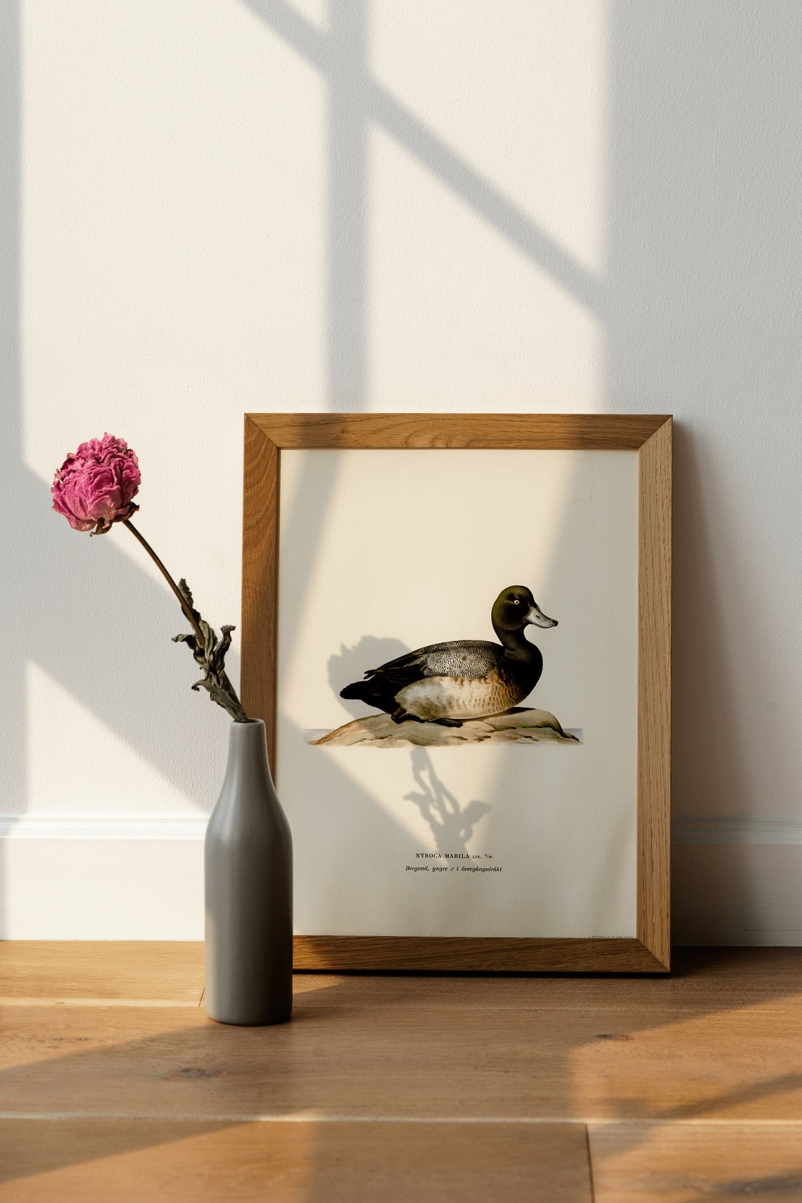 Greater Scaup Duck Vintage Ornithological Illustration Poster - Image 4