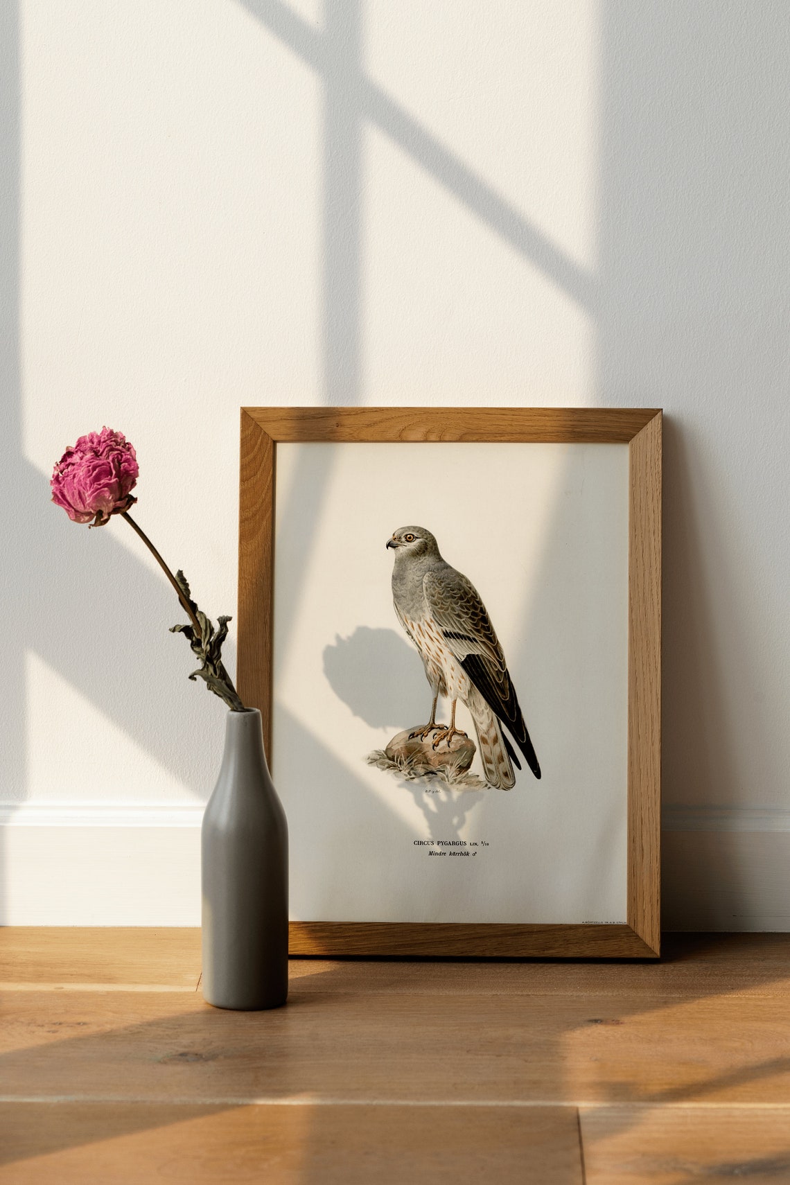 Montagus Harrier Circus Pygargus Bird of Prey Vintage Art Print - Image 4