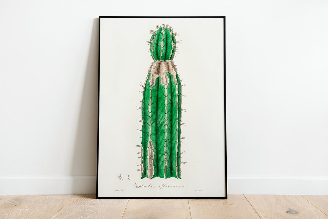 Euphorbia Officinarum Columnar Succulent Botanical Illustration Poster