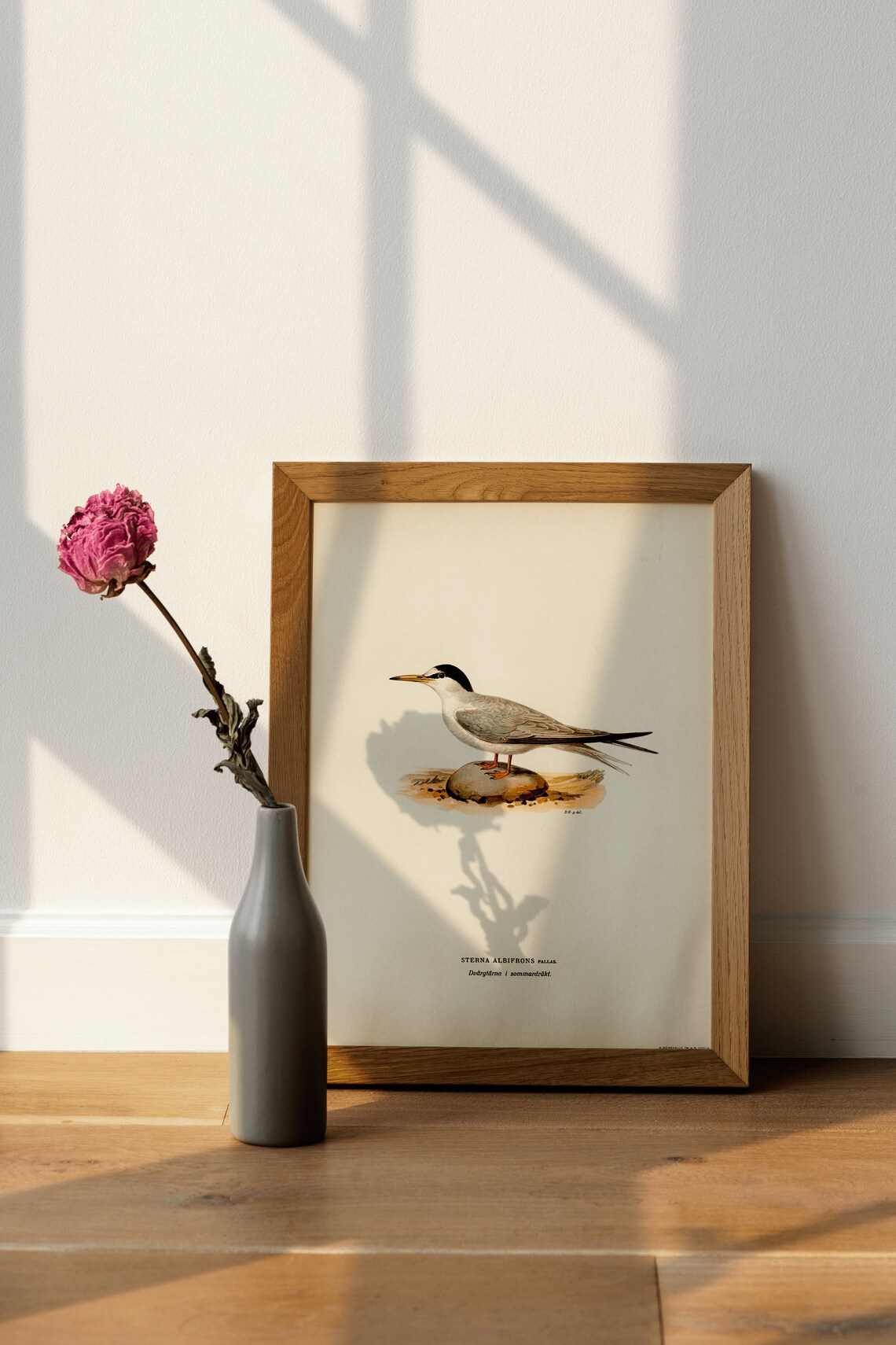 Little Tern Sea Bird Vintage Nature Art Print - Image 4