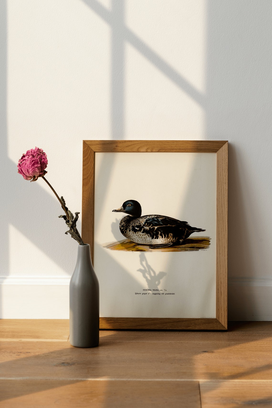 Black Scoter Duck Vintage Ornithological Illustration Poster - Image 4