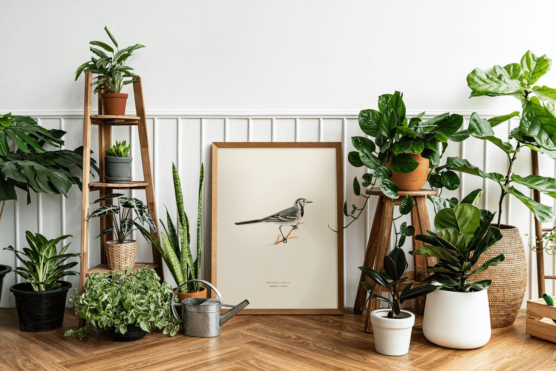 Pied Wagtail Bird Art Print, Vintage Nature Decor - Image 3