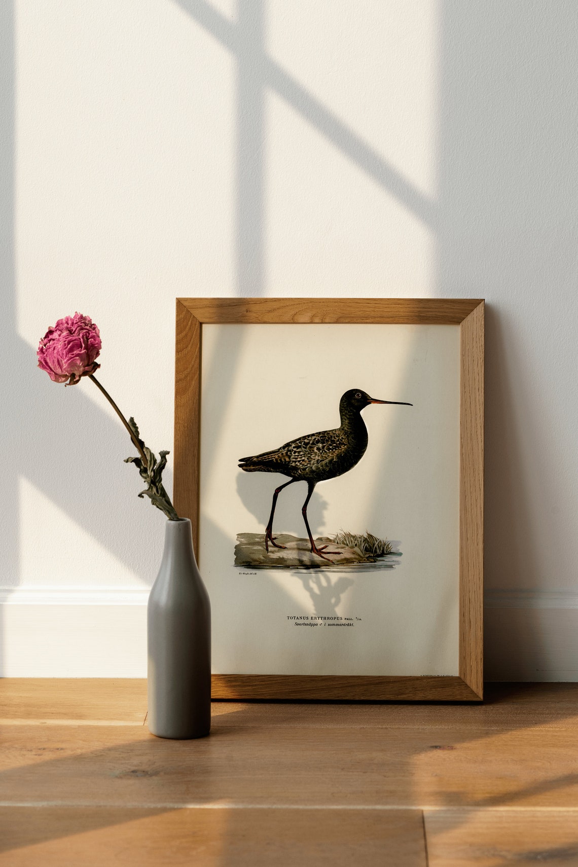 Spotted Redshank Shorebird Vintage Bird Illustration Archival Poster - Image 4