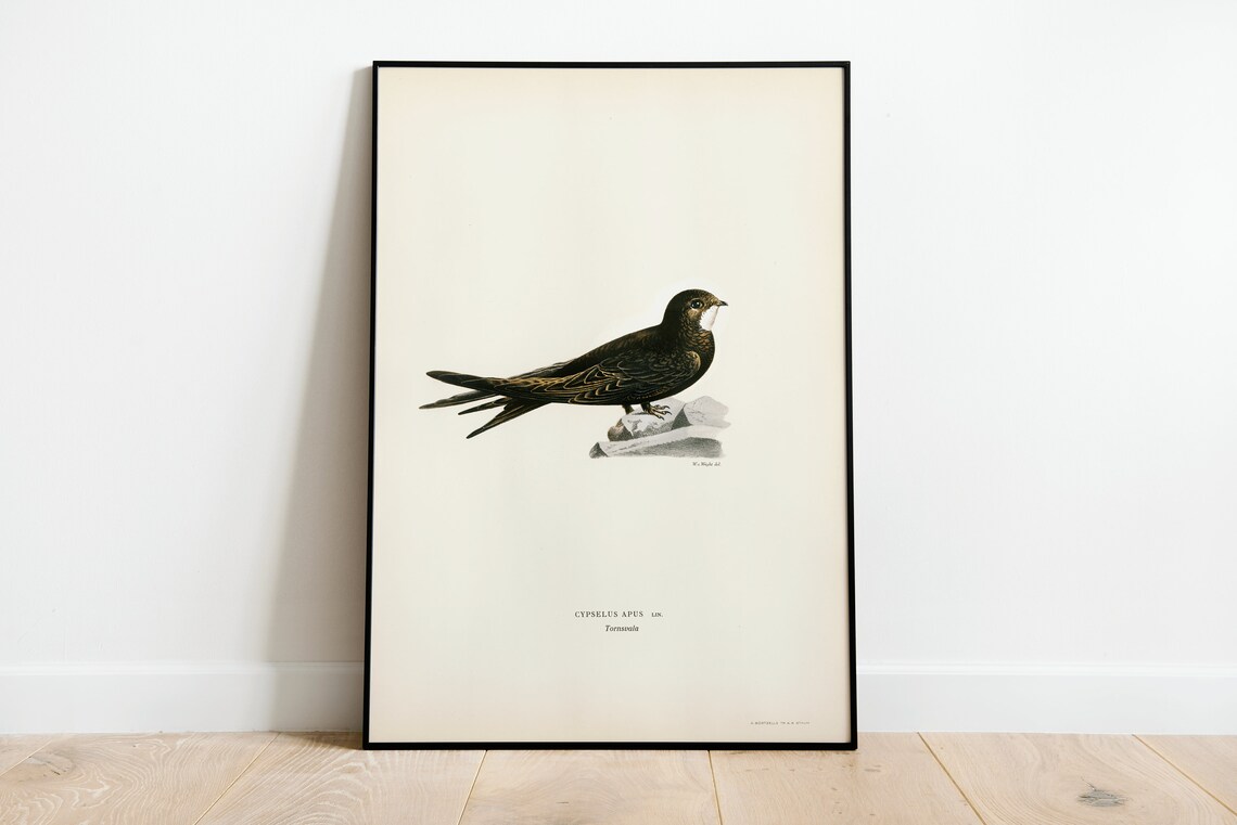Swift Bird Vintage Nature Art Print, Classic Home Decor