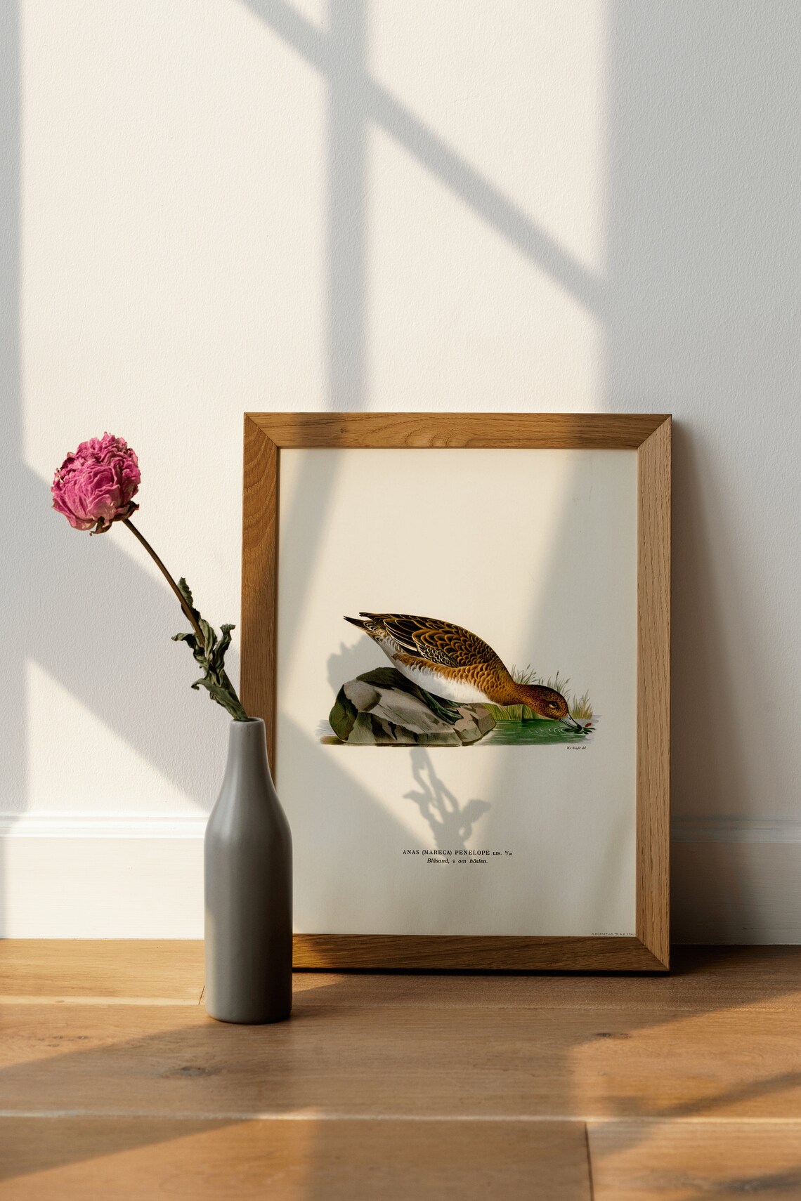 Wigeon Female Duck Vintage Ornithology Bird Art Archival Poster - Image 4