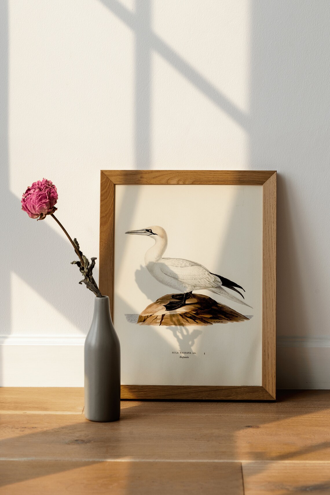 Northern Gannet Vintage Nature Bird Art Print Poster - Image 4