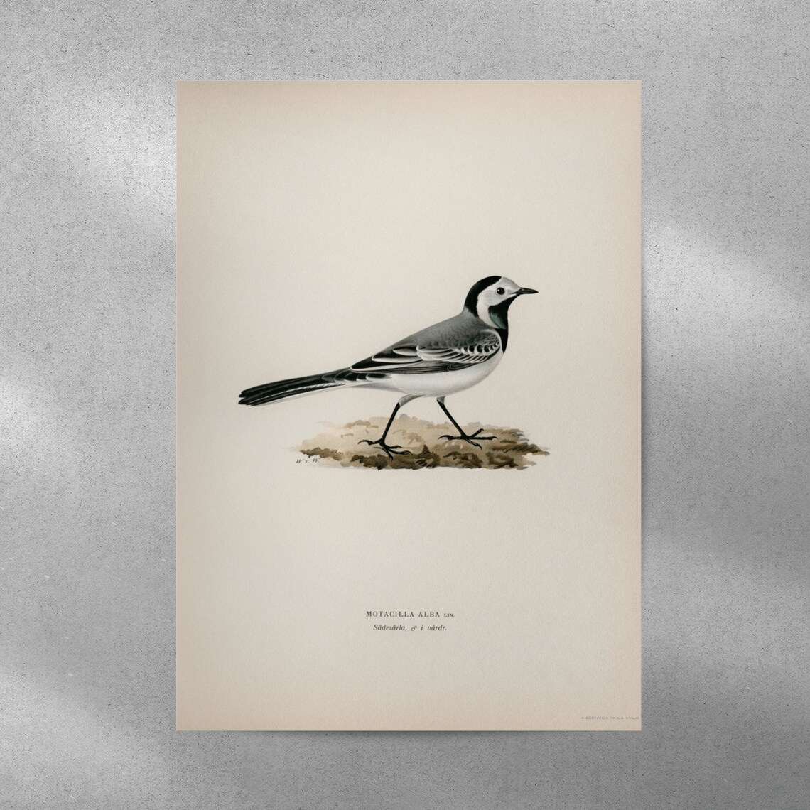 Pied Wagtail Male Bird Vintage Nature Art Print - Image 3