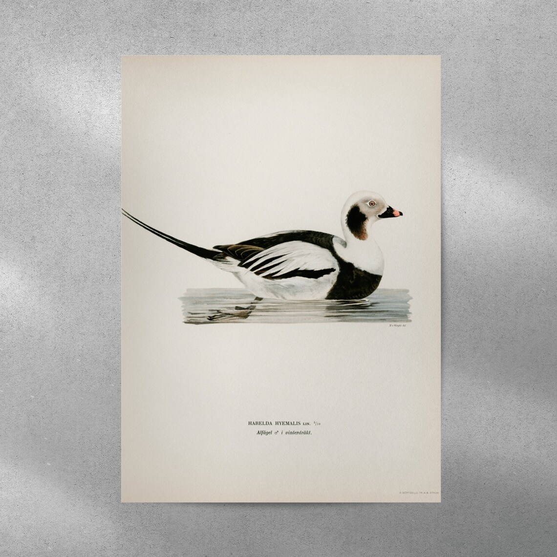Long Tailed Duck Male Bird Poster, Vintage Nature Art - Image 2