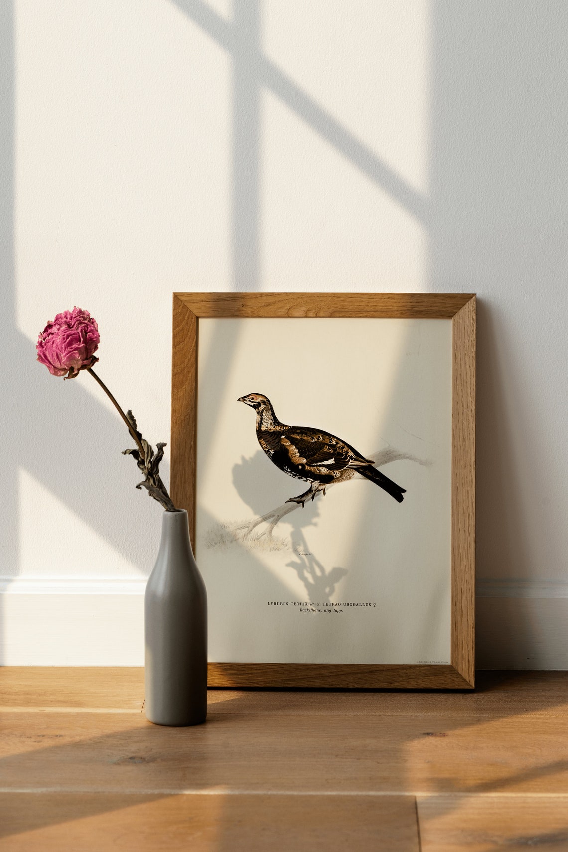 Black Grouse Hybrid Game Bird Vintage Illustration Archival Poster - Image 4