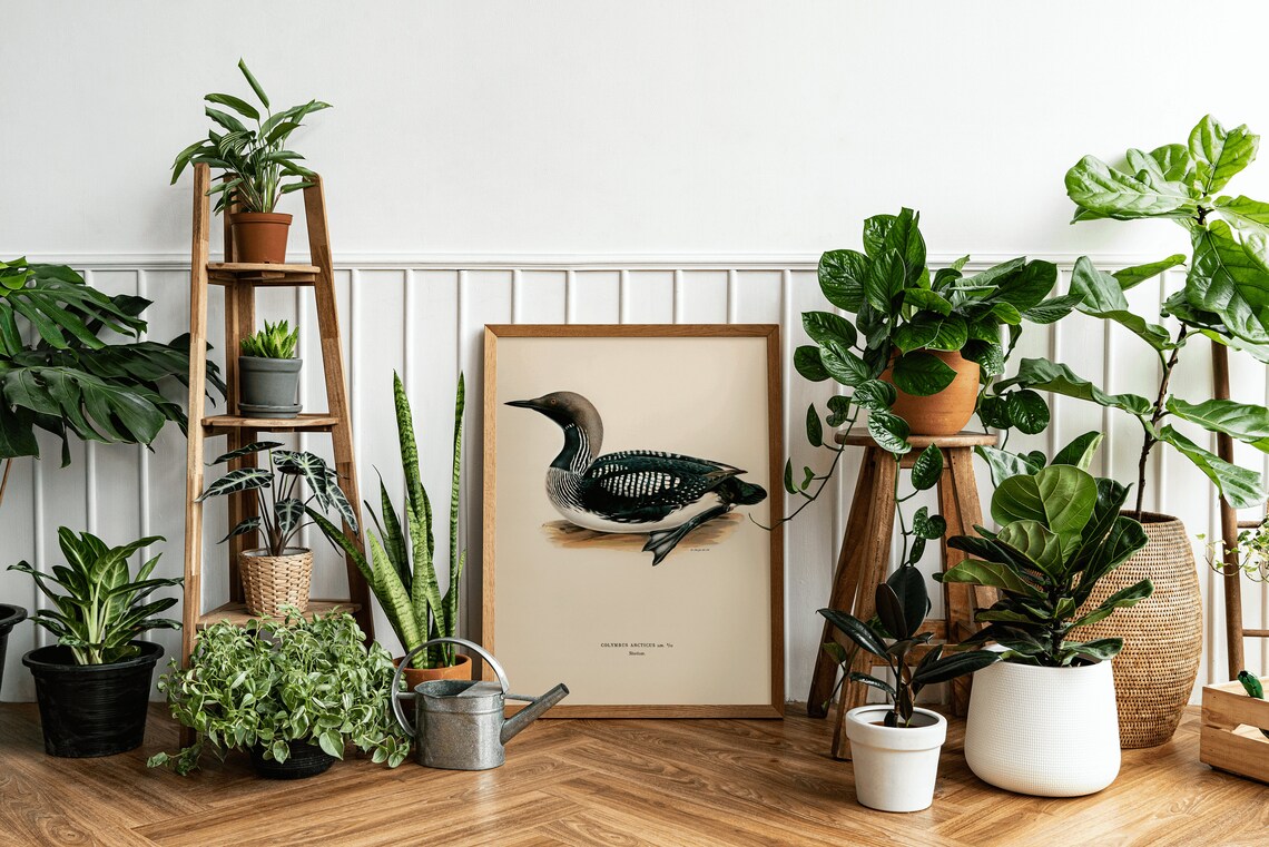 Black Throated Loon Vintage Swedish Ornithology Diver Bird Art Poster - Image 3
