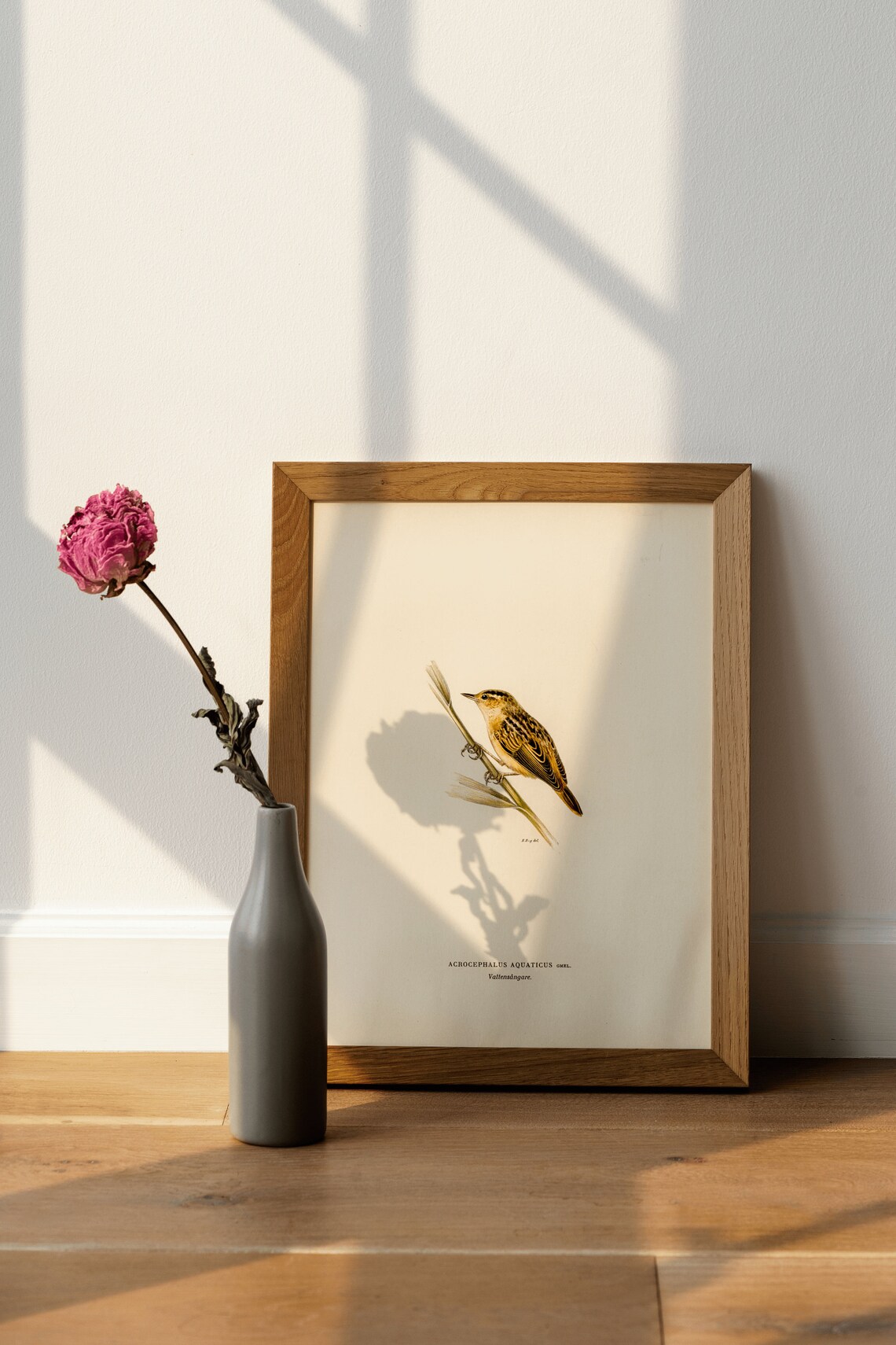 Aquatic Warbler Songbird Vintage Bird Illustration Archival Poster - Image 4