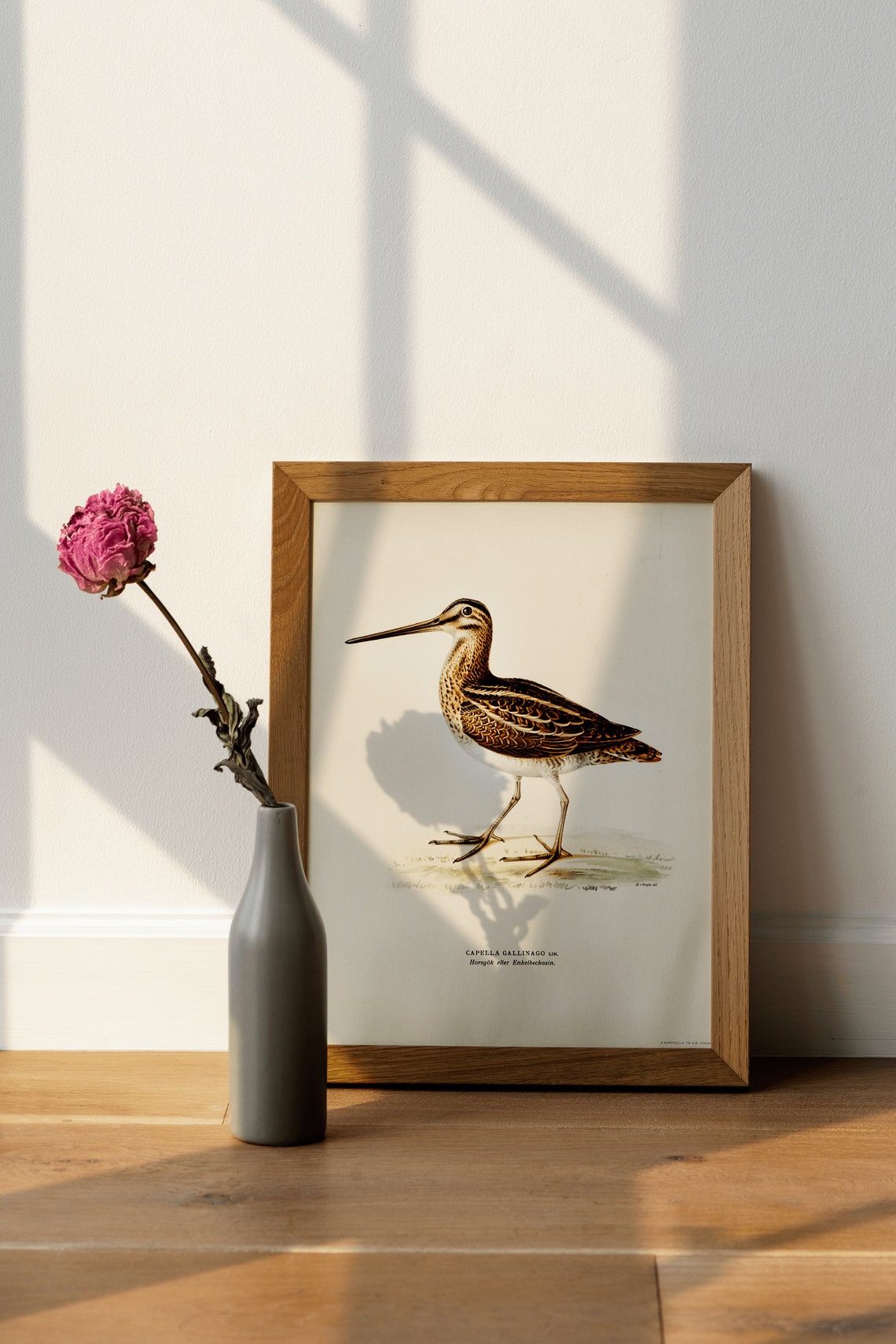Snipe Bird Vintage Ornithology Artwork Bird Lover Gift Poster - Image 3