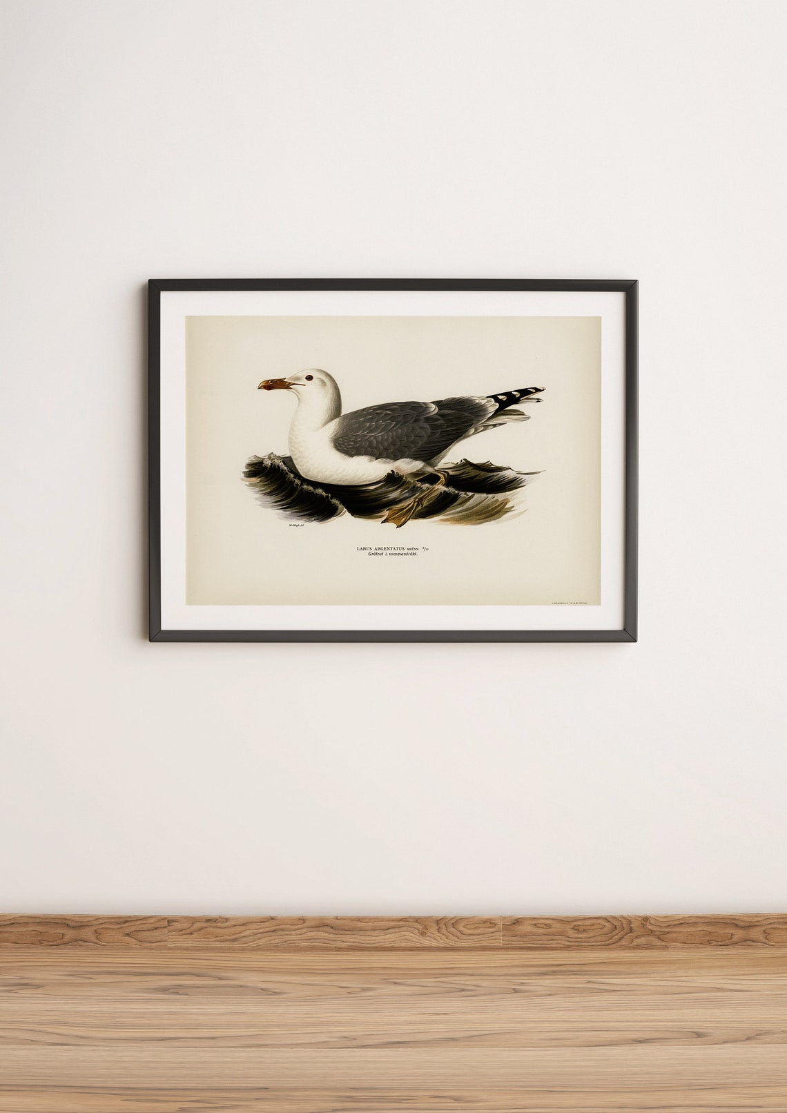 Herring Gull Vintage Ornithology Seabird Illustration Art Print - Image 3