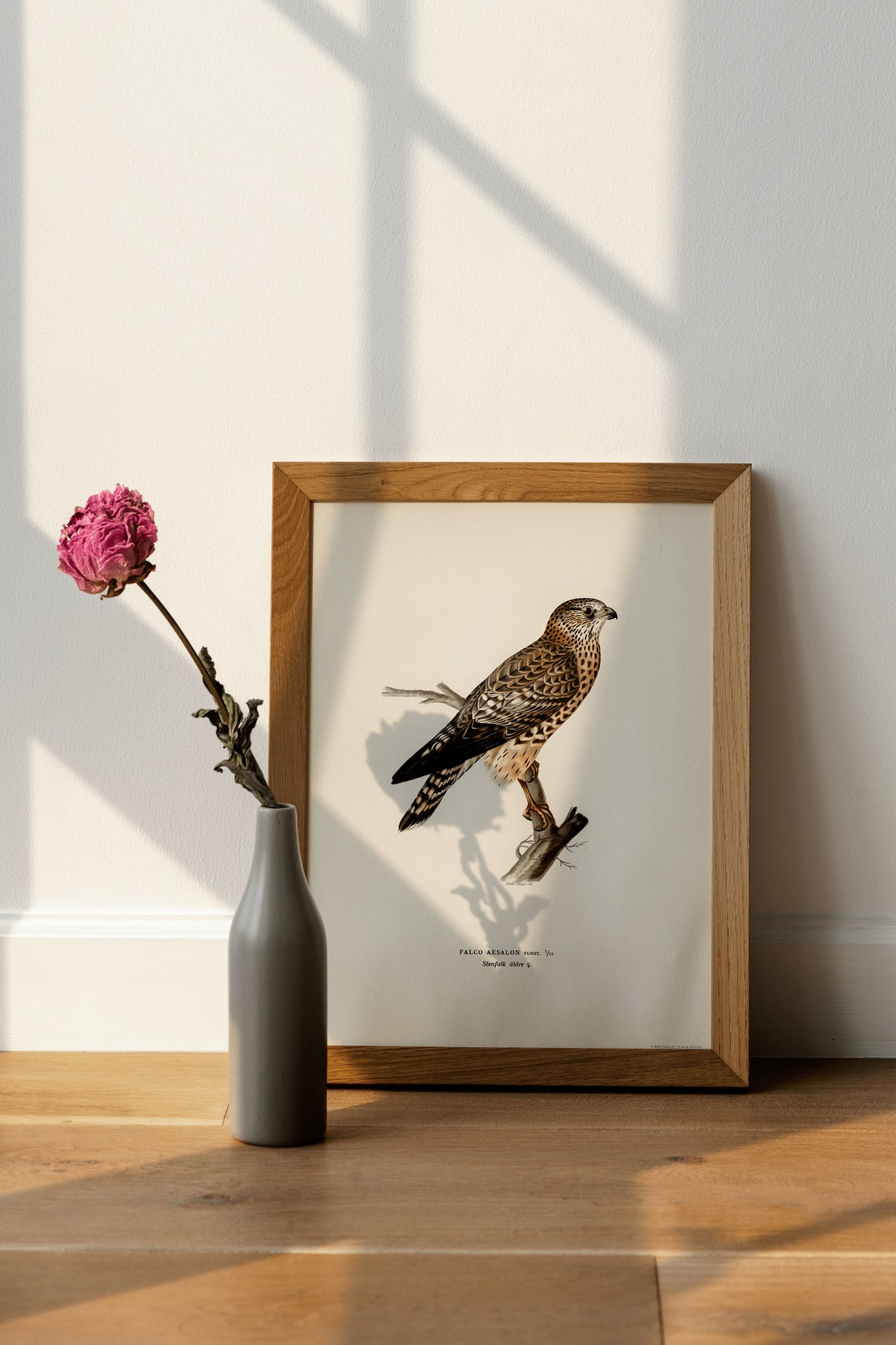 Female Merlin Falcon Vintage Ornithological Illustration Poster - Image 4