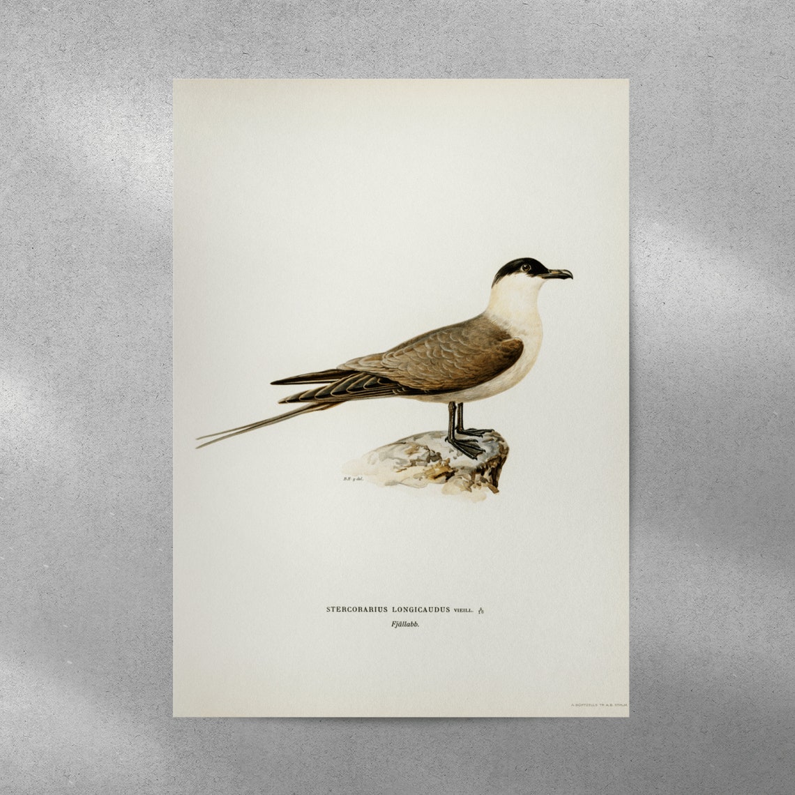 Long Tailed Jaeger Vintage Seabird Ornithology Illustration Print - Image 5