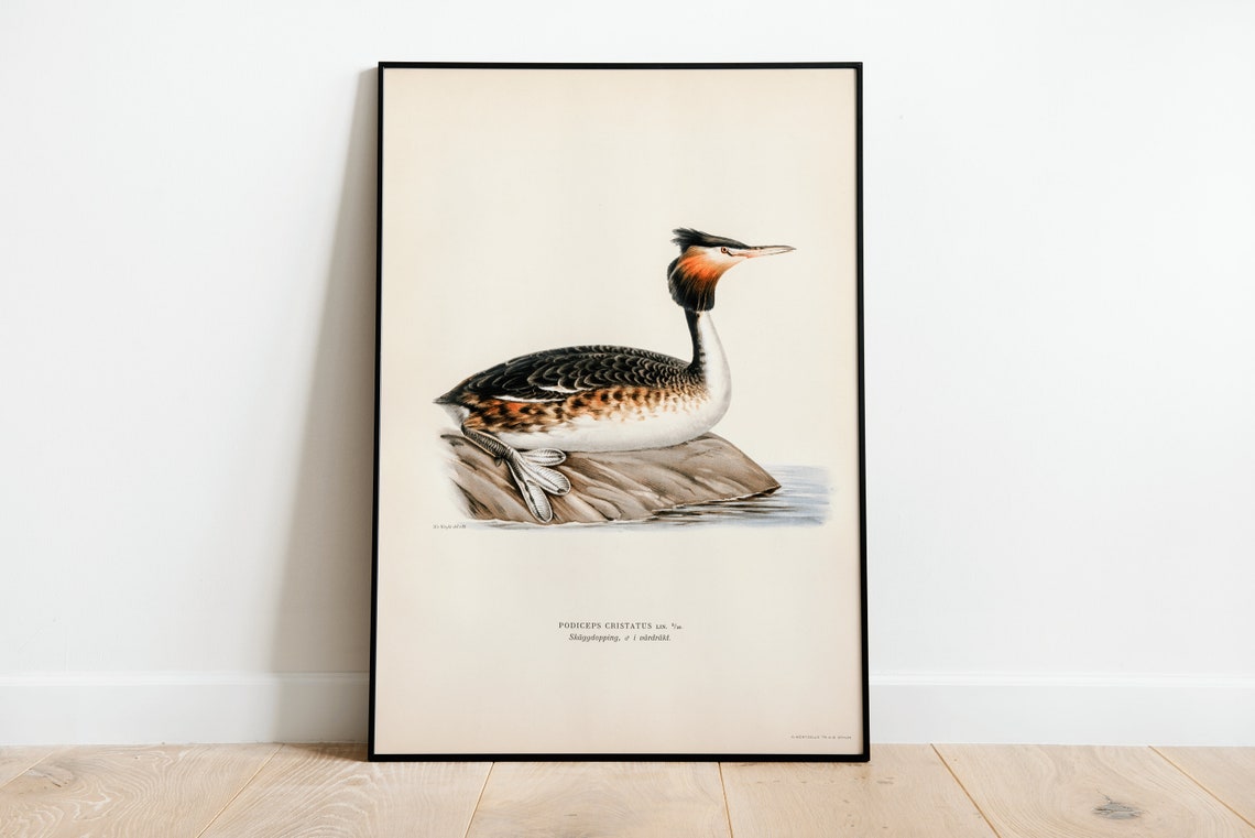 Great Crested Grebe Vintage Bird Illustration Natural History Wall Art