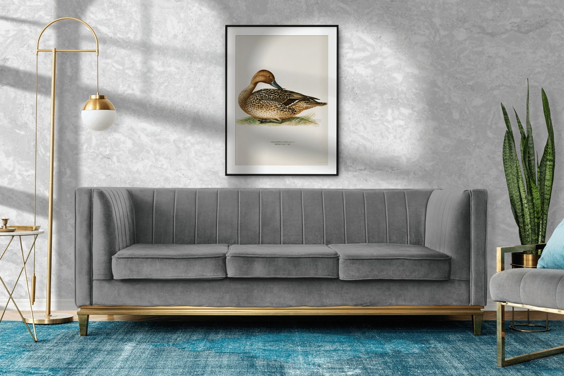 Northern Pintail Duck Vintage Natural History Print Waterfowl Artwork - Image 2