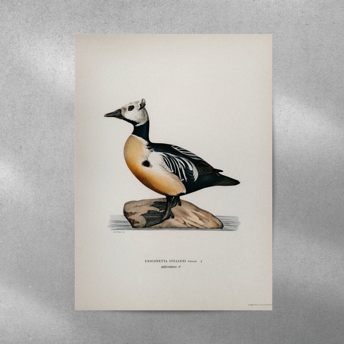 Stellers Eider Male Duck Vintage Nature Art Print - Image 3