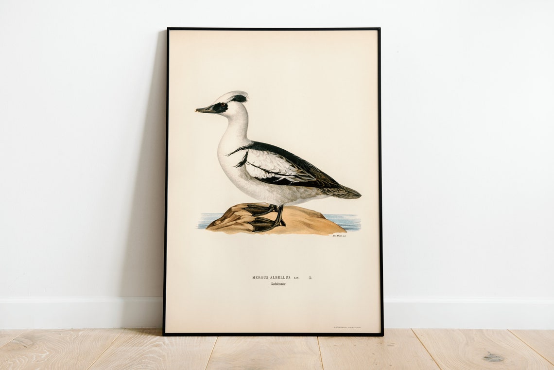 Smew Duck Vintage Ornithology Waterfowl Illustration Art Print