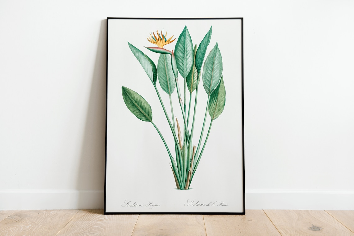 Bird Of Paradise Botanical Art Print, Vintage